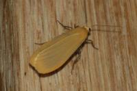 Wittia sororcula