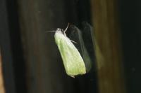 Earias clorana