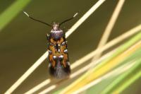 Pancalia leuwenhoekella