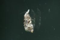 Phtheochroa rugosana