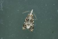 Phtheochroa rugosana