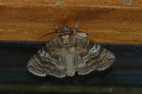 Tethea ocularis