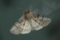 Tethea ocularis