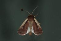 Ochropleura plecta