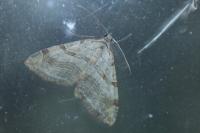 Aplocera efformata