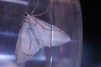 Aplocera efformata