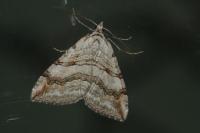 Aplocera efformata
