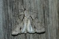 Acronicta sp (psi/tridens)