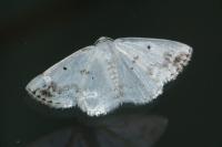 Lomographa temerata