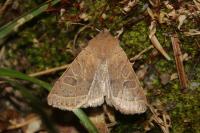 Orthosia cerasi
