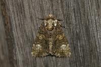 Craniophora ligustri