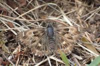 Carcharodus alceae
