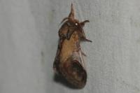 Notodonta ziczac