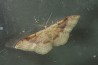 Idaea degeneraria