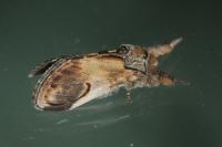 Notodonta ziczac