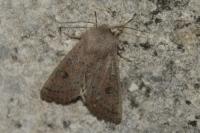 Orthosia gracilis