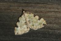 Colostygia pectinataria
