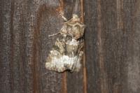 Oligia strigilis/versicolor