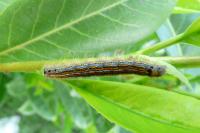Malacosoma neustria