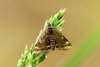 Pyrausta despicata