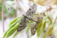 Eupithecia dodoneata