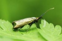 Adela reaumurella