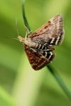 Pyrausta despicata
