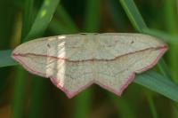 Timandra comae