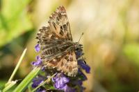 Carcharodus alceae alceae