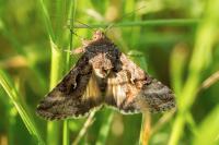 Autographa gamma