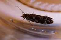 Triaxomera parasitella