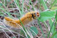 Lasiocampa trifolii