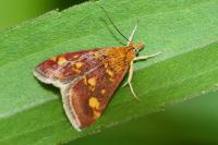 Pyrausta aurata
