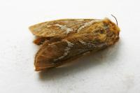 Korscheltellus lupulinus
