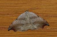 Laspeyria flexula