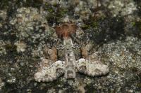 Oligia strigilis/versicolor