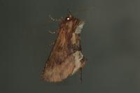 Ptilodon capucina