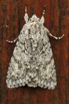 Acronicta megacephala