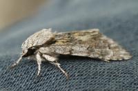 Acronicta sp (psi/tridens)