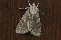 Acronicta sp (psi/tridens)