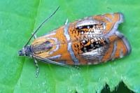 Olethreutes arcuella