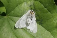 Diaphora mendica