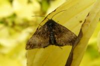 Panemeria tenebrata