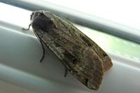 Noctua pronuba
