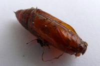 Noctua pronuba