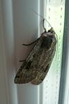 Noctua pronuba