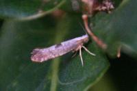 Argyresthia spinosella