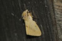 Spilarctia lutea