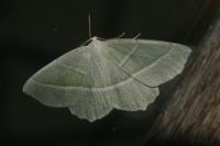 Campaea margaritaria
