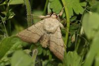 Charanyca trigrammica